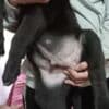 Bandog puppies for sale photo 5