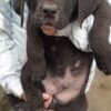 Bandog puppies for sale photo 6