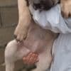 Bandog puppies for sale photo 7