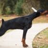 Doberman puppies for sale photo 1