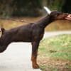 Doberman puppies for sale photo 2