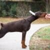 Doberman puppies for sale photo 3