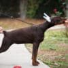 Doberman puppies for sale photo 4