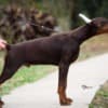 Doberman puppies for sale photo 5