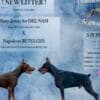Doberman puppies for sale photo 6