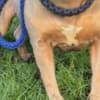 XL American Bully for sale photo 1