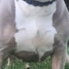 XL American Bully for sale photo 2