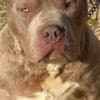 XL American Bully for sale photo 3