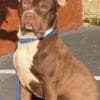 XL American Bully for sale photo 5