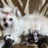 Chinese Crested Puppies - Reservations photo 1