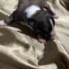 Chinese Crested Puppies - Reservations photo 2