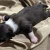 Chinese Crested Puppies - Reservations photo 3