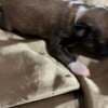 Chinese Crested Puppies - Reservations photo 4