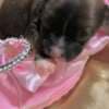 Chinese Crested Puppies - Reservations photo 6