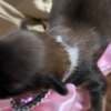 Chinese Crested Puppies - Reservations photo 7