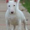 Mini Bull Terrier puppies photo 1