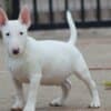 Mini Bull Terrier puppies photo 2