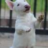 Mini Bull Terrier puppies photo 3