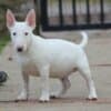 Mini Bull Terrier puppies photo 4