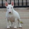 Mini Bull Terrier puppies photo 5