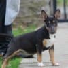 Mini Bull Terrier puppies photo 6