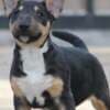 Mini Bull Terrier puppies photo 8