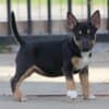 Mini Bull Terrier puppies photo 10