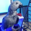 African grey parrots for adoption photo 2