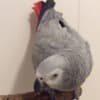 African grey parrots for adoption photo 4