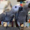 African grey parrots for adoption photo 5