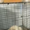 ragdoll kittens for sale photo 1