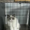 ragdoll kittens for sale photo 2
