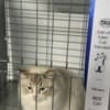 ragdoll kittens for sale photo 3