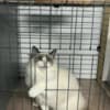 ragdoll kittens for sale photo 4