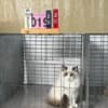 ragdoll kittens for sale photo 5