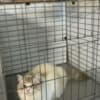 ragdoll kittens for sale photo 6