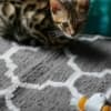 Super Playful Funny Bengals photo 1