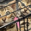 Super Playful Funny Bengals photo 2