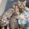 Super Playful Funny Bengals photo 3