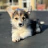 Welsh Corgi Pembroke puppies photo 1