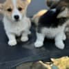 Welsh Corgi Pembroke puppies photo 2