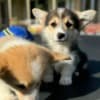 Welsh Corgi Pembroke puppies photo 3