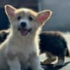 Welsh Corgi Pembroke puppies photo 4