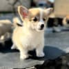 Welsh Corgi Pembroke puppies photo 6