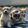 Welsh Corgi Pembroke puppies photo 8