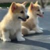 Welsh Corgi Pembroke puppies photo 9