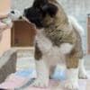 Cute And Adorable American Akita Puppies For Rehoming photo 1
