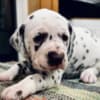 Purebred Dalmatian Puppies photo 1