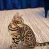 Bengal Kittens for sale photo 1
