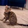 Bengal Kittens for sale photo 2